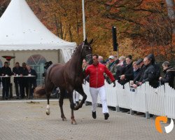 stallion Veuve Clicquot HS (Hanoverian, 2016, from Vilancio)