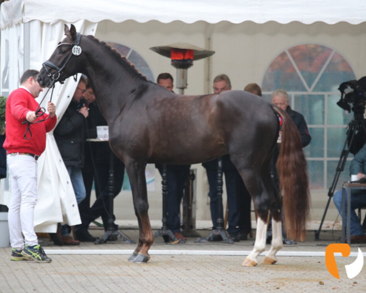 stallion Belvedere NRW (Westphalian, 2016, from Belissimo NRW)