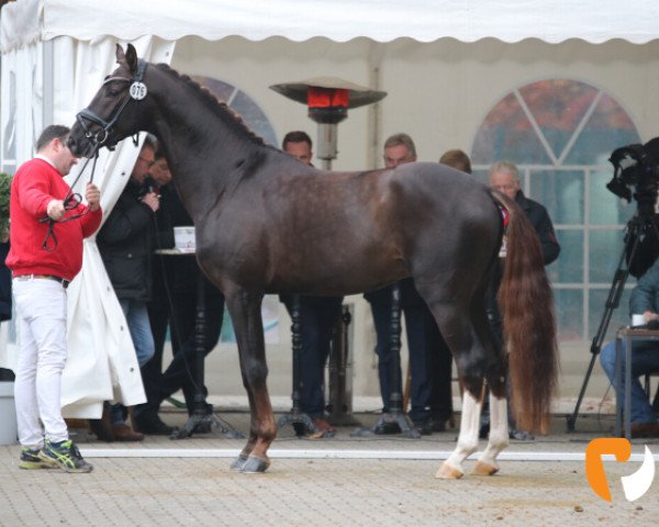 stallion Belvedere DB (Westphalian, 2016, from Belissimo NRW)