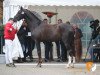 stallion Belvedere DB (Westphalian, 2016, from Belissimo NRW)