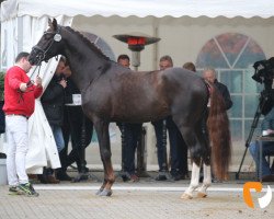 dressage horse Belvedere DB (Westfale, 2016, from Belissimo NRW)