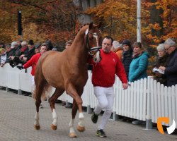 stallion Monteverdi (KWPN (Royal Dutch Sporthorse), 2017, from Vivaldi)