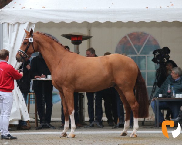 dressage horse Vesuv (Oldenburg, 2017, from Vitalis)