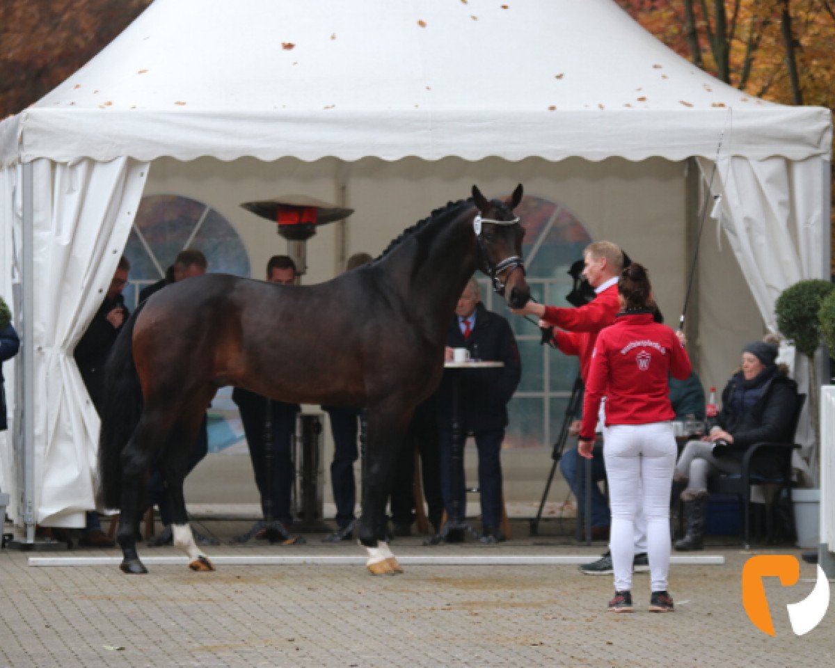 Deckhengst Taurus (KWPN (Niederländisches Warmblut), 2017, von Glock's Toto Jr.)