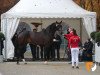 Deckhengst Taurus (KWPN (Niederländisches Warmblut), 2017, von Glock's Toto Jr.)