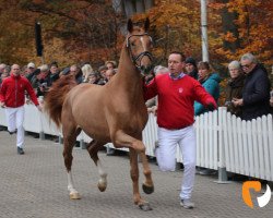 Deckhengst Sir Diamond (Westfale, 2017, von Sir Heinrich OLD)