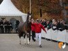 stallion Sir Hendrik 5 (Westphalian, 2017, from Sir Heinrich OLD)