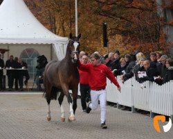 stallion Sir Hendrik 5 (Westphalian, 2017, from Sir Heinrich OLD)