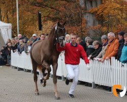 Deckhengst Sir Floresco (Westfale, 2017, von Sir Heinrich OLD)