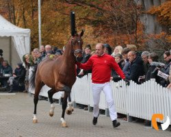 dressage horse So Special 10 (Westfale, 2017, from Sir Heinrich OLD)