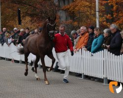 Deckhengst Shynedo (Westfale, 2017, von Sir Heinrich OLD)