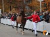 stallion Ruiz (Westphalian, 2017, from Rock Forever NRW)