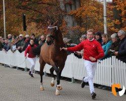 stallion Ruiz (Westphalian, 2017, from Rock Forever NRW)