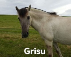 Pferd Grisu (Fjordpferd, 1999, von Ginger)