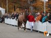 stallion Life Time FRH (Hanoverian, 2017, from Livaldon)