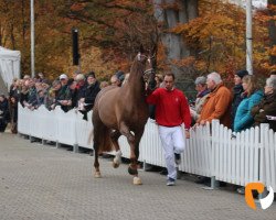 stallion Life Time FRH (Hanoverian, 2017, from Livaldon)