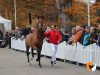 stallion Joy of Life (Westphalian, 2017, from Jack Jones)