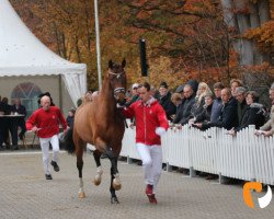 stallion Giorgio Moroder (Westphalian, 2017, from Grey Flanell)