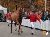 dressage horse Mack Furst (Westphalian, 2017, from Fürsten-Look)