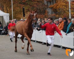 dressage horse Mack Furst (Westphalian, 2017, from Fürsten-Look)