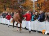 stallion Free Kick (Westphalian, 2017, from Franziskus FRH)