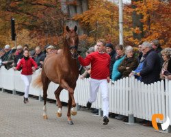 stallion Free Kick (Westphalian, 2017, from Franziskus FRH)