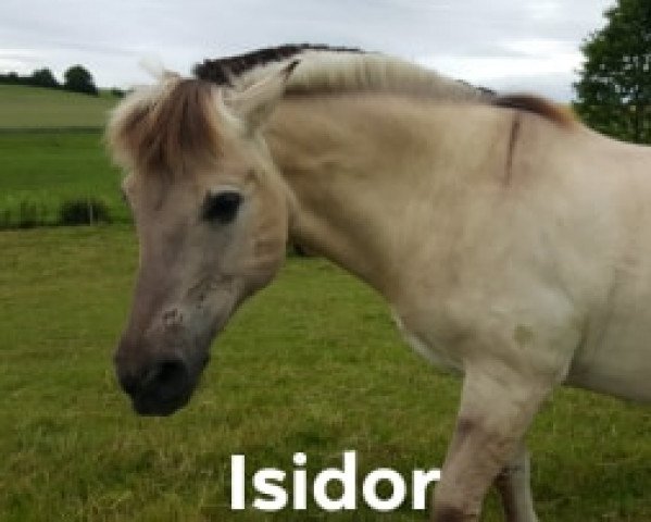 horse Isidor (Fjord Horse, 1999, from Imbus)