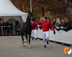 stallion French Open (Westphalian, 2017, from Franziskus FRH)