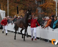 dressage horse First Romance (Westphalian, 2017, from For Romance II)