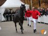 dressage horse Falou (Hanoverian, 2017, from For Dance)