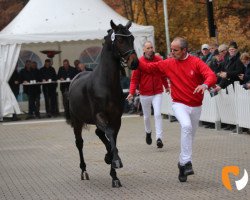 Dressurpferd Falou (Hannoveraner, 2017, von For Dance)