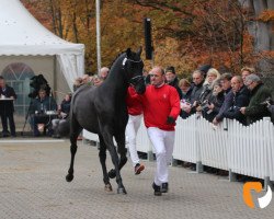 stallion Feuerball (Hanoverian, 2017, from Finest)