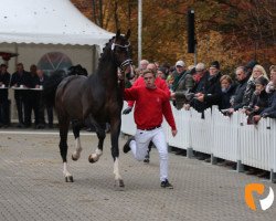 dressage horse Renegat's Erik (Westphalian, 2017, from Escolar)