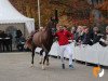 dressage horse Esquire 44 (Westphalian, 2017, from Escolar)