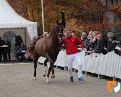 dressage horse Esquire 44 (Westphalian, 2017, from Escolar)