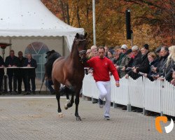 stallion Hengst von Dankeschön / Sir Donnerhall I (Westphalian, 2017, from Dankeschön)