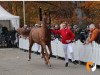 stallion Mister Red Texel (KWPN (Royal Dutch Sporthorse), 2017, from Daily Diamond)