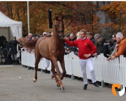 Deckhengst Mister Red Texel (KWPN (Niederländisches Warmblut), 2017, von Daily Diamond)