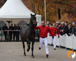 stallion Imagination (Oldenburg, 2017, from Asgard's Ibiza)