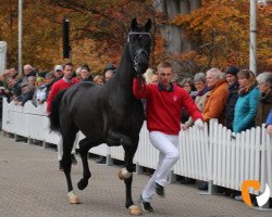 stallion In My Mind NRW (Westphalian, 2017, from Asgard's Ibiza)