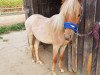 Dressurpferd My little Jumper (Welsh Pony (Sek.B), 2017, von Maddox 43)