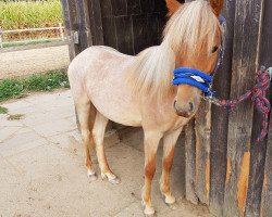 Dressurpferd My little Jumper (Welsh Pony (Sek.B), 2017, von Maddox 43)