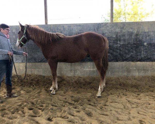 Pferd AM Golden Rocky (Quarter Horse, 2018, von My Casual Duds)