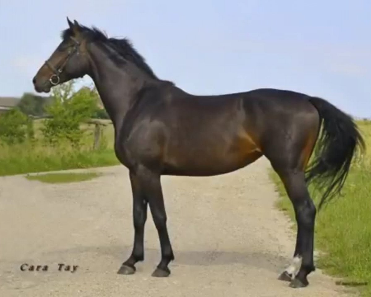 Pferd Cara Tay (Mecklenburger, 2013)