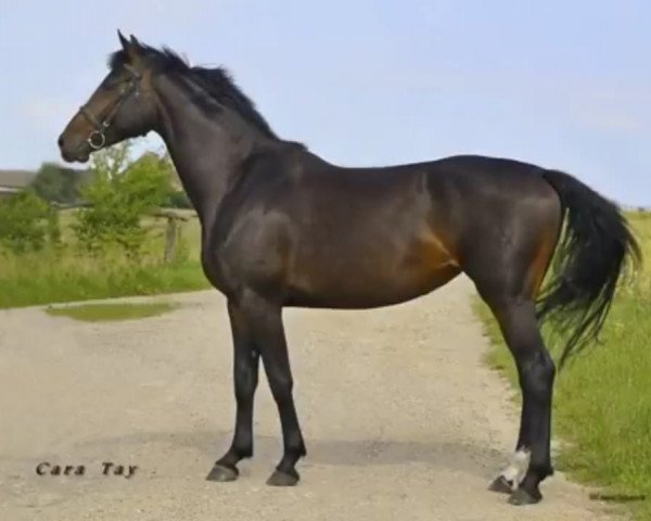 horse Cara Tay (Mecklenburg, 2013)