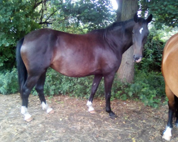 Pferd Amazing Grace (Westfale, 2014)