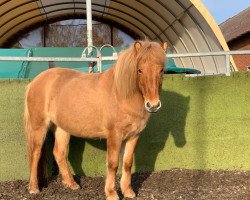 Pferd Isländer (Islandpferd, 2014)