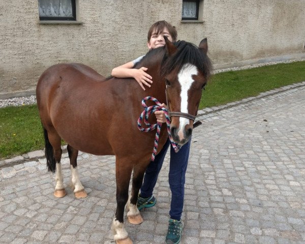 Pferd Toyler (Welsh Mountain Pony (Sek.A), 2010)