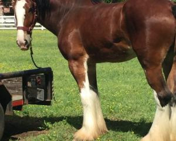 Pferd Brelee Knox (Clydesdale, 2014, von Willow Way Houston)