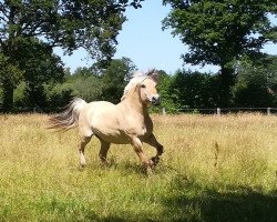 horse Haudar van den Bosdries (Fjord Horse, 2006, from Hildar N.2513)